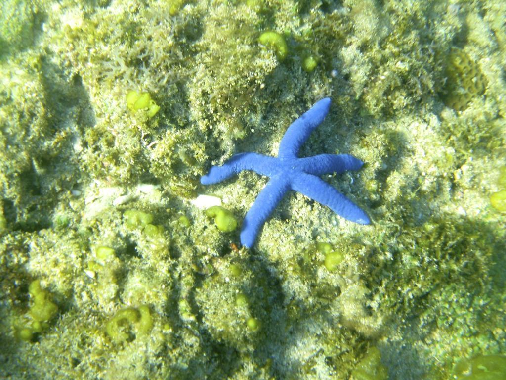 Blue Seastar Cottages Agpudlos Extérieur photo